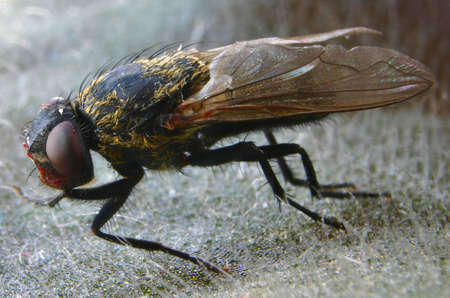 fly macroの写真素材