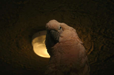 parrot looking down on youの写真素材