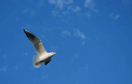 Spread your wings #6