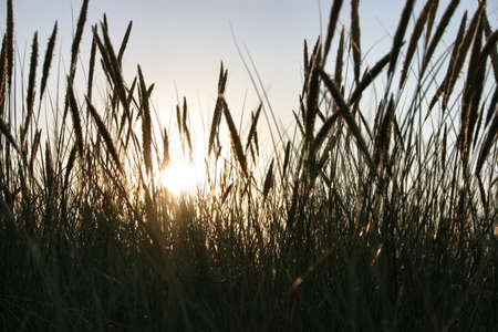 blades against the sun #2の写真素材