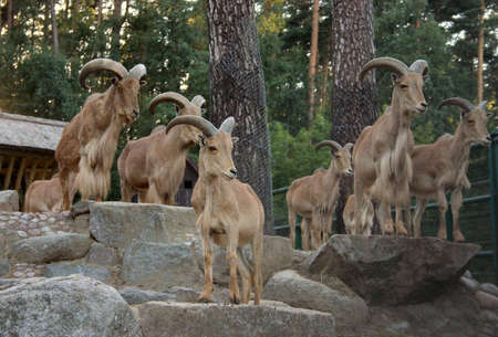 chamoisesの写真素材