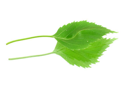 green leaf with its reflection on white background