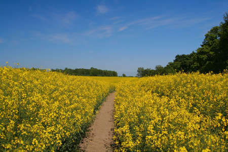 Canola field #2