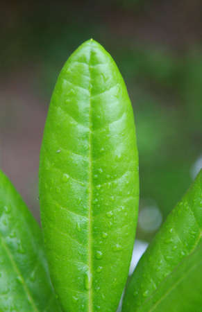 morning dew