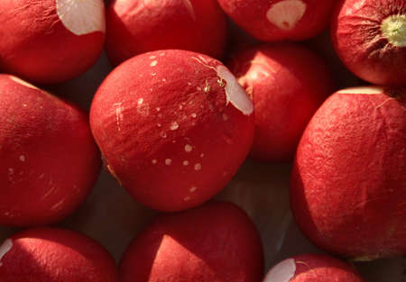 radish close-upの写真素材