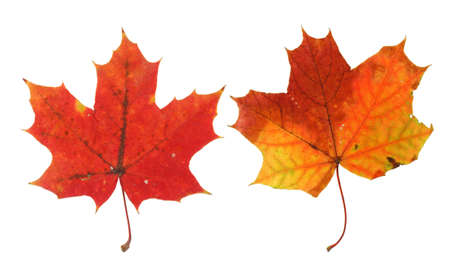 two vivid maple leaves isolated on white