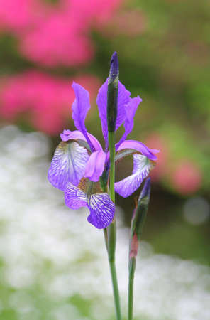 close-up of lonely iris, shallow DOF