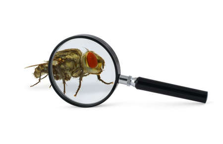 magnified fly insect isolated on whiteの写真素材