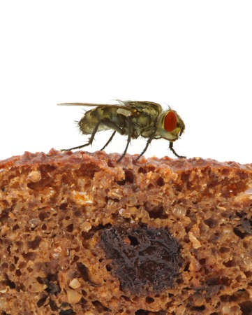 home fly sitting on slice of breadの写真素材
