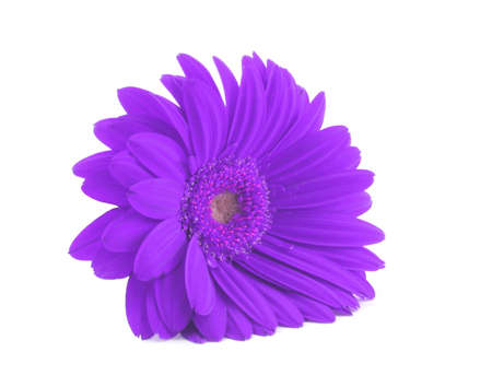purple gerbera isolated on white backgroundの写真素材