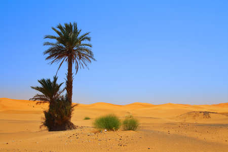 palm tree on Sahara desertの写真素材