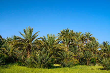 palm grove in Morocco, cloudless sky behind