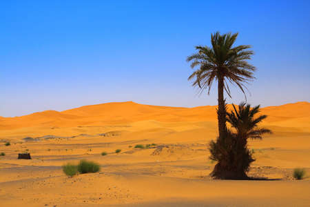 palm tree on Sahara desert (Erg Chebbi, Morocco) の写真素材