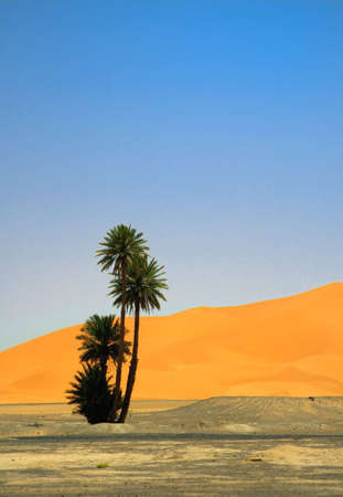 palm tree on the edge of Sahara desert (Erg Chebbi, Morocco) の写真素材