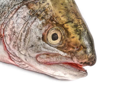 fish head on white, minimal shadow in frontの写真素材