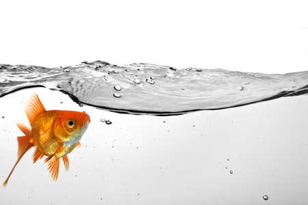 single goldfish in water isolated on white backgroundの写真素材