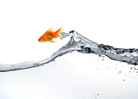 goldfish jumping out of the water, isolated on whiteの写真素材