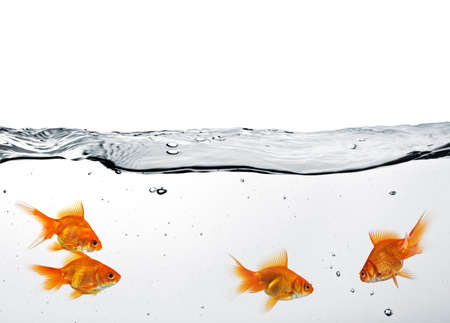 group of goldfish in water isolated on white backgroundの写真素材