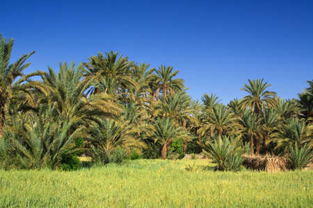 palm grove in Morocco, cloudless sky behindの写真素材