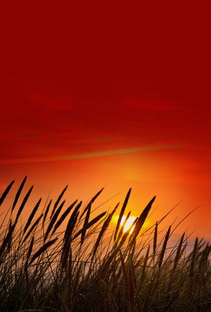 blades of grass against summer sunsetの写真素材