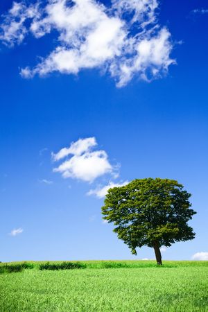 vivid green grass field and lonely treeの写真素材