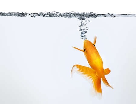 goldfish making air bubbles against white backgroundの写真素材