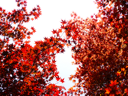 Japaneses maple tea leaf layers in autumn seasonの写真素材