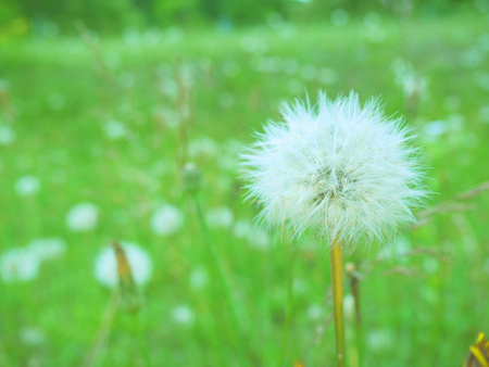 Dandelion in the morning with fresh green backgroundの写真素材