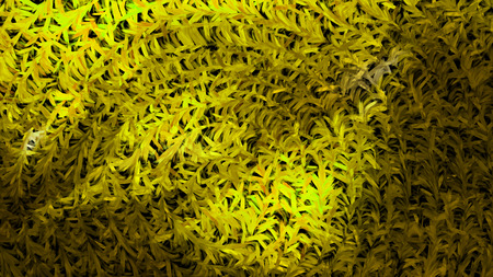 Green and Black Background Textureの写真素材