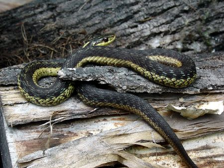 a snake coiled on a logの写真素材