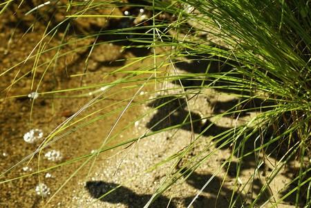 thin green grass along the water edgeの写真素材