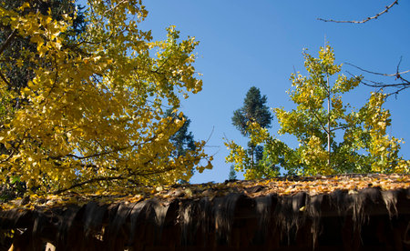 Golden villageの写真素材