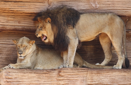 Male African Lion Standing Over His Mate and Growling While She Ignores Him の写真素材