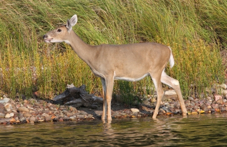 Whitetail Deer Doe Walking Along the Rocky Shoreline of a Lake with Tall Reeds in the Background.の写真素材
