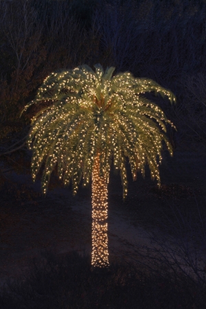 Palm Tree Decorated with White Lights の写真素材