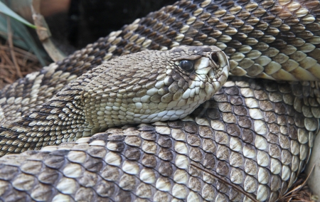 Eastern Diamondback Rattlesnake Coiled in a Shady Spot の写真素材