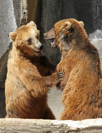 Two grizzly bears fighting on hind legs の写真素材