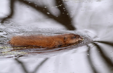 Muskrat swimming in wetlands pond の写真素材
