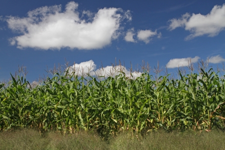 Corn Field with Brilliant Blue Sky and Puffy White Clouds Overhead