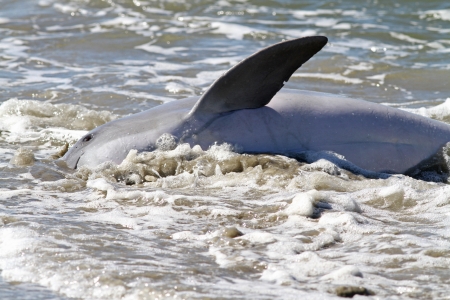 Bottlenose dolphin engaged in strand feeding