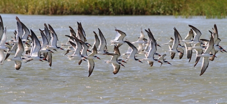 A flock of sea birds flies low over waterの写真素材
