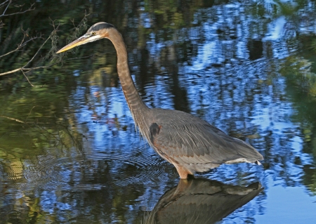 Great blue heron in bright sunlightの写真素材