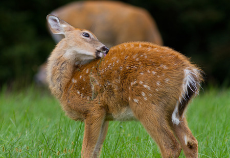 Whitetail deer fawn with spots licking its furの写真素材