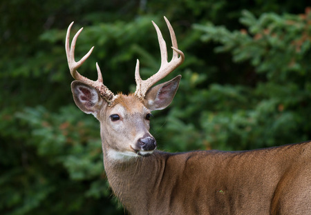 Closeup of majestic whitetail deer buck framed by dense forest.の写真素材