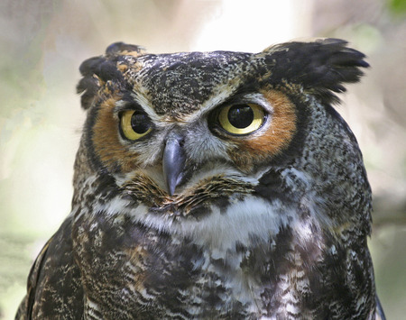 Portrait of a Great Horned Owl in dappled sunlight.の写真素材