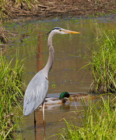 Great Blue Heron wading in a wetland with mallard ducks.の写真素材