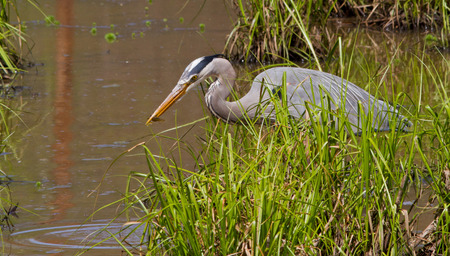 A great blue heron snags a crayfish from a shallow wetland.の写真素材