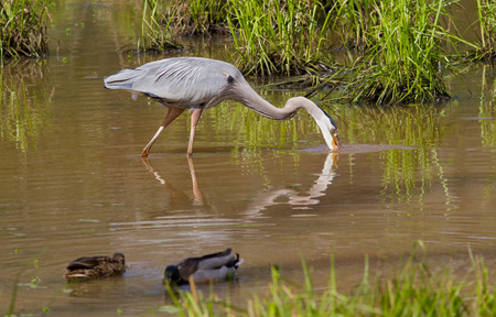 Great Blue Heron feeding in a wetland with mallard ducks.の写真素材