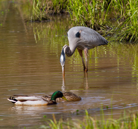 Great Blue Heron feeding in a wetland with mallard ducks.の写真素材