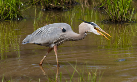 Blue Heron Fishing Sequence (4 of 4)の写真素材